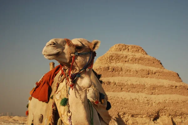 Çöldeki Mısır Bedevesi Saqqarah — Stok fotoğraf
