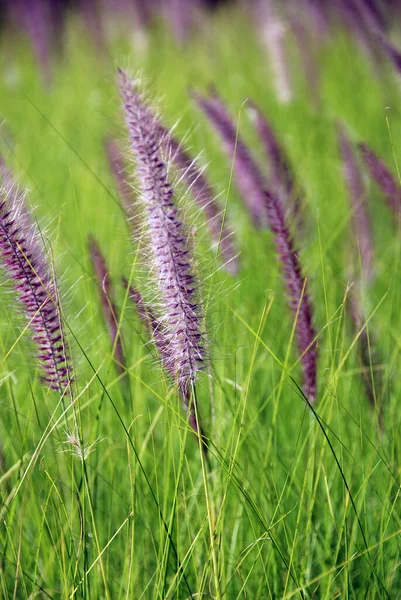 Poaceae Gramineae Una Familia Grande Casi Omnipresente Plantas Con Flores — Foto de Stock