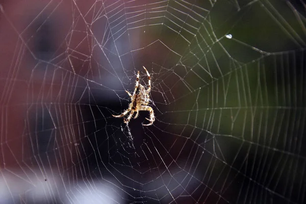 Spider Web Dark Background — Stock Photo, Image