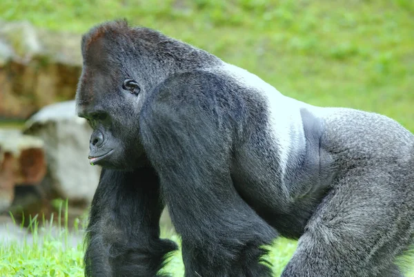 Gorily Jsou Největší Existující Druh Primátů Jsou Pozemní Převážně Býložravé — Stock fotografie
