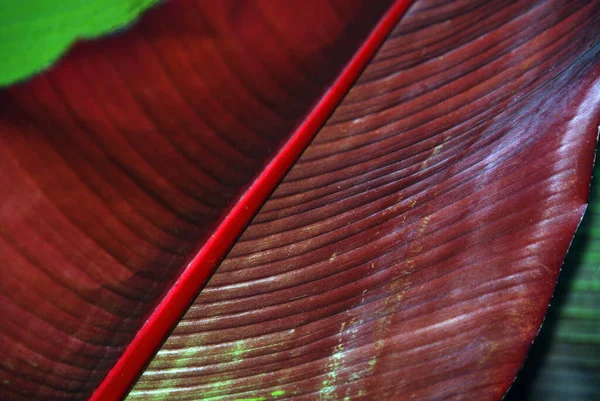 Grande Sfondo Foglia Tropicale — Foto Stock