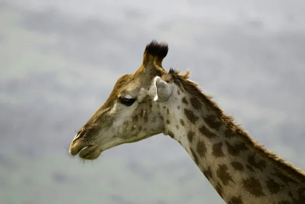 Hluhluwe Imfolozi Park Südafrika Die Giraffe Giraffa Camelopardalis Ist Ein — Stockfoto