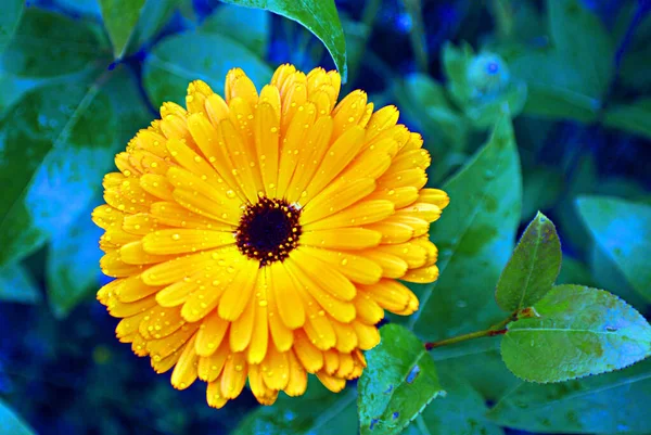 Schöne Gelbe Blume Garten — Stockfoto