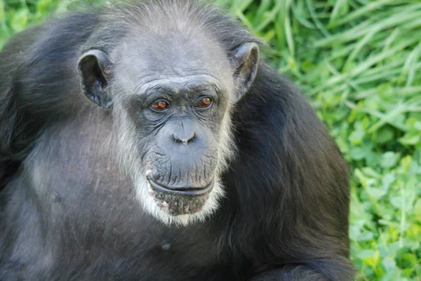 Chimpansees Chimpansees Zijn Een Geslacht Van Apen Uit Familie Van — Stockfoto