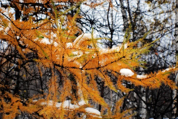 Zimowy Las Śnieżny Bromont Kanada — Zdjęcie stockowe