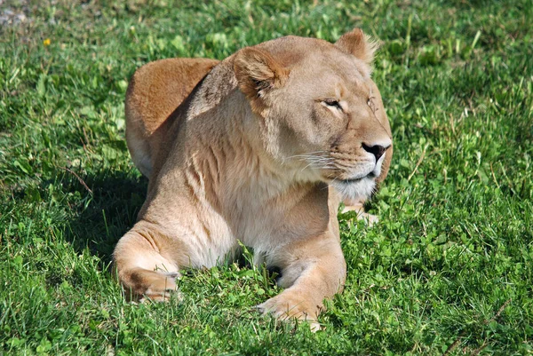 Aslan, Panthera cinsindeki dört büyük kediden biridir ve Felidae familyasının bir üyesidir. Bazı erkekler 250 kg ağırlığı (550 lb) aşarak kaplandan sonra yaşayan en büyük ikinci kedidir.