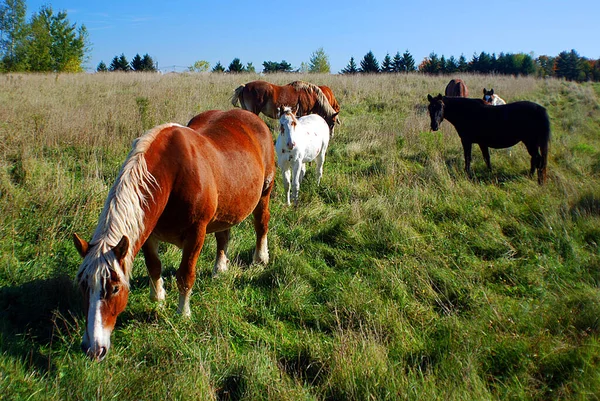 Pâturage Chevaux Sur Prairie Bromont Canada — Photo