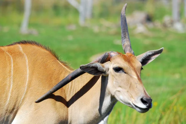 Eland Cap Livingstone Tragelaphus Oryx Grande Antilope Monde — Photo