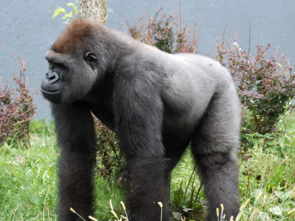 Les Gorilles Sont Des Singes Terrestres Principalement Herbivores Qui Habitent — Photo