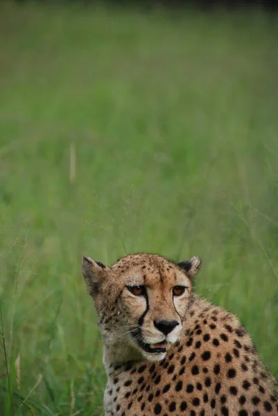 Chita Felino Grande Porte Que Habita Maior Parte África Parte — Fotografia de Stock