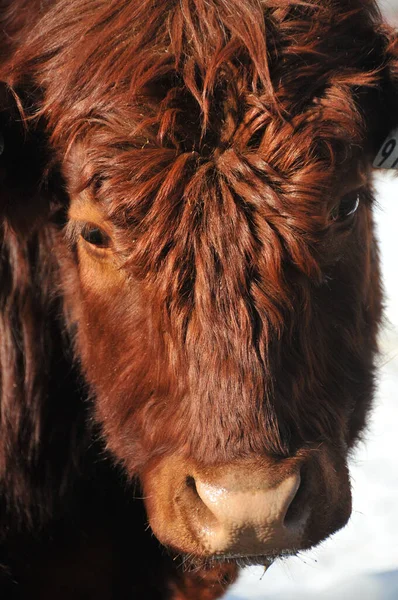 Salers Breed Cattle Which Originated Cantal Massif Central France — Stock Photo, Image