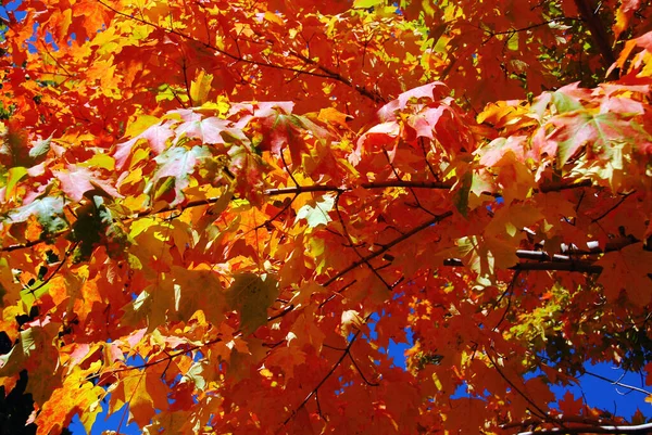 Folhas Outono Coloridas Quebec Canadá — Fotografia de Stock