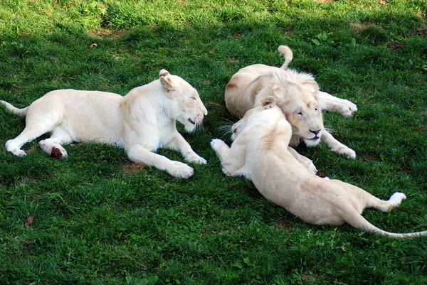 Lion Blanc Est Une Mutation Rare Couleur Lion Lorsque Première — Photo