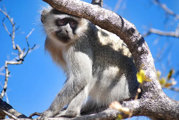 Macaco Kruger Park África Sul — Fotografia de Stock