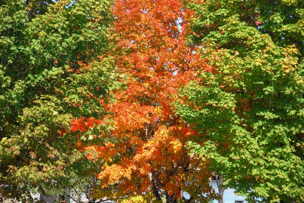 Feuilles Automne Colorées Québec Canada — Photo