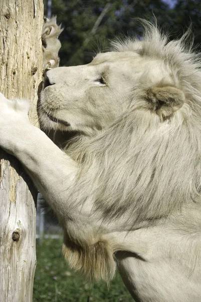 León Blanco Una Mutación Rara Del Color Del León Hasta —  Fotos de Stock