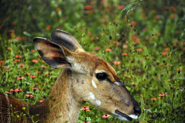 Hluhluwe Imfolozi Park Südafrika Die Nyala Tragelaphus Angasii Ist Eine — Stockfoto