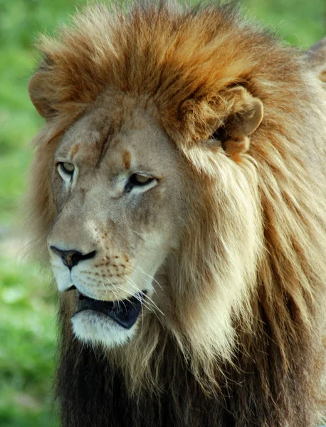 Lev Jednou Čtyř Velkých Koček Rodu Panthera Členem Rodu Felidae — Stock fotografie