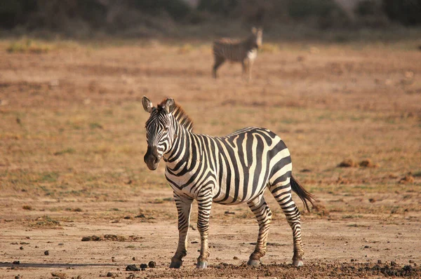 Zebras Amboseli National Park Раніше Відомий Maasai Amboseli Game Reserve — стокове фото