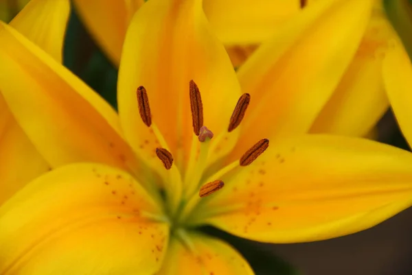 Lilium Género Plantas Herbáceas Con Flores Que Crecen Partir Bulbos — Foto de Stock