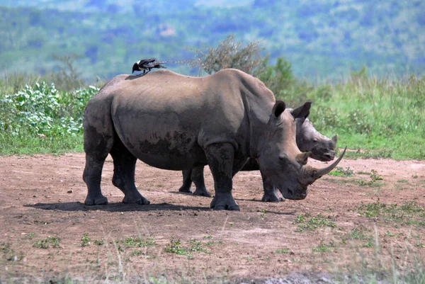 Rinoceronte Mãe Bezerro Hluhluwe Imfolosi Park África Sul — Fotografia de Stock