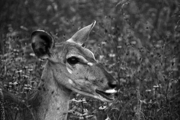 Hluhluwe Imfolozi Park Sudáfrica Nyala Tragelaphus Angasii Antílope Cuernos Espirales —  Fotos de Stock