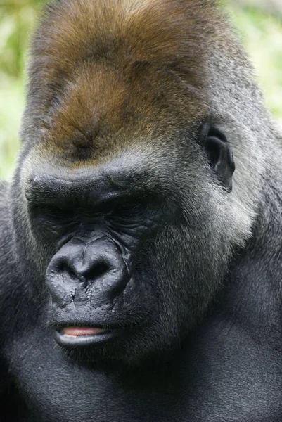 ゴリラは現存する霊長類の中で最大の種である 主にアフリカ中央部の森林に生息する草食性の類人猿である ゴリラは2種に分けられる — ストック写真