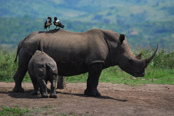 Rhinocéros Mère Veau Dans Parc Hluhluwe Imfolosi Afrique Sud — Photo