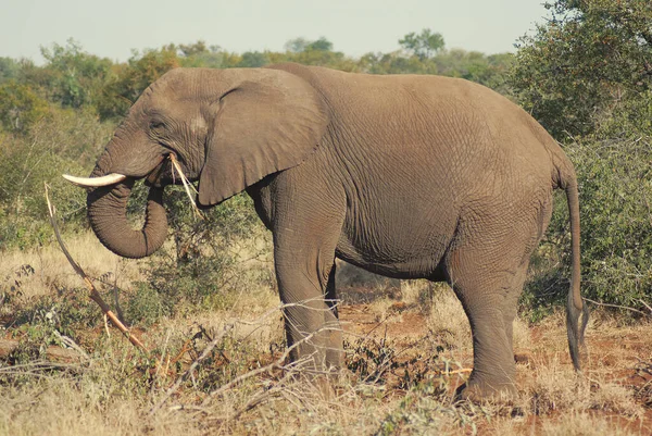 Elefante Parco Kruger Sud Africa — Foto Stock