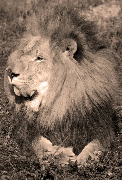 狮子是黑豹属的四只大猫之一 也是猫科动物中的一员 有些雄性的体重超过250公斤 550磅 是继老虎之后的第二大活猫 — 图库照片