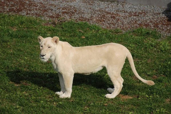 Lion Blanc Est Une Mutation Rare Couleur Lion Lorsque Première — Photo