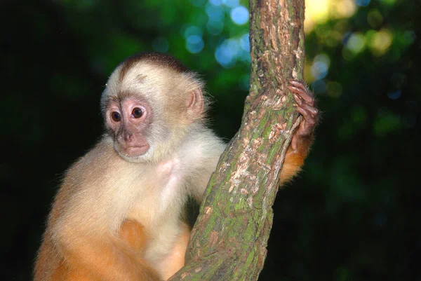 Monkey Tree Forest — Stock Photo, Image