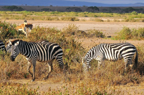 Zebry Národním Parku Amboseli Dříve Rezervace Zvěře Maasai Amboseli Nacházejí — Stock fotografie