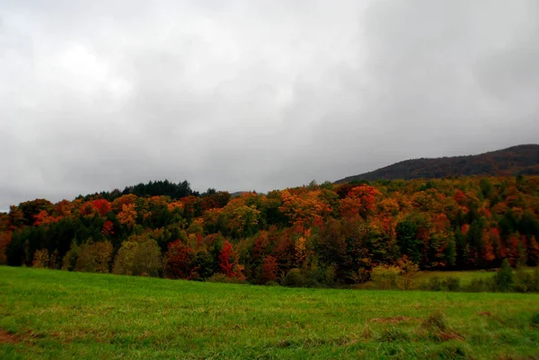 Cloudy Rainy Sky Fall Season Trees Flora Autumn — Stock Photo, Image