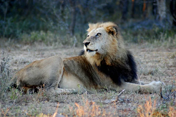 León Uno Los Cuatro Grandes Felinos Del Género Panthera Miembro — Foto de Stock