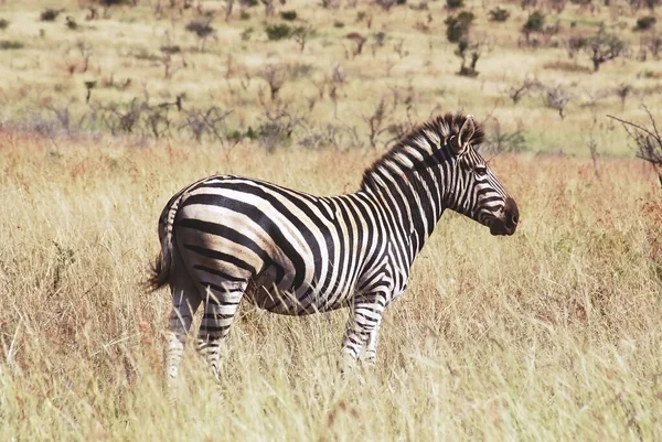 Zebras Animais Continente Africano Parque Nacional Kruger Safari Game Drive — Fotografia de Stock