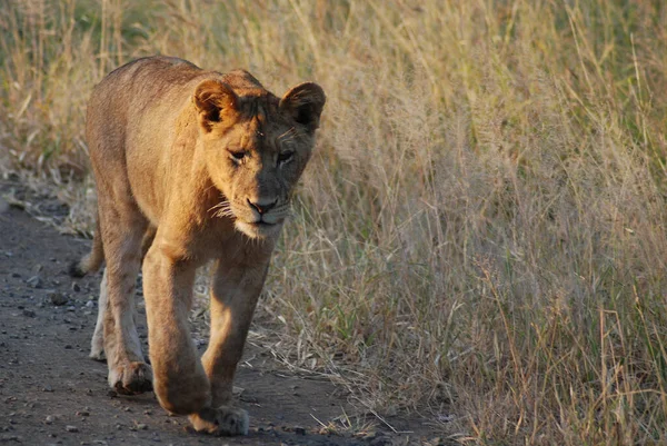 Kruger Park Afrique Sud Lion Cub Est Des Quatre Grands — Photo