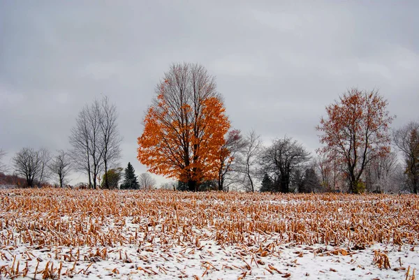 Fine Autunno Inizio Inverno Paesaggio Bromont Eastern Township Quebec Canada — Foto Stock