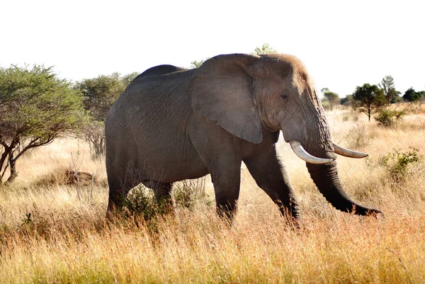 Elefánt Dél Afrikai Kruger Parkban — Stock Fotó