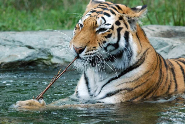 Tigre Panthera Tigris Maior Espécie Gato Terceiro Maior Carnívoro Terrestre — Fotografia de Stock