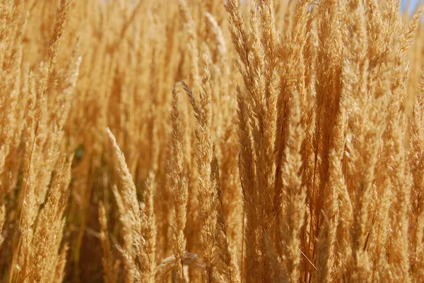 Wheat Field Rural Countryside — Stock Photo, Image