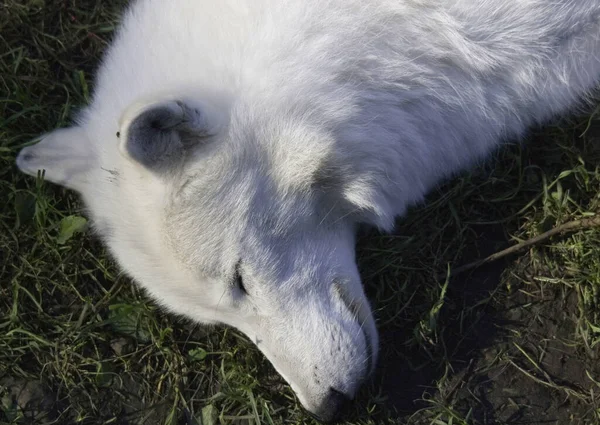 Wilk Polarny Lub Wilk Polarny Jest Podgatunkiem Wilka Szarego Ssaka — Zdjęcie stockowe