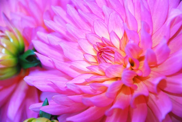 Hermosa Flor Dalia Rosa Jardín — Foto de Stock