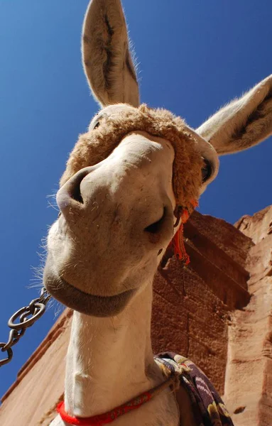 Donkey Colorful Traditional Harness Petra Jordan Used Transport Tourists Ancient — Stock Photo, Image