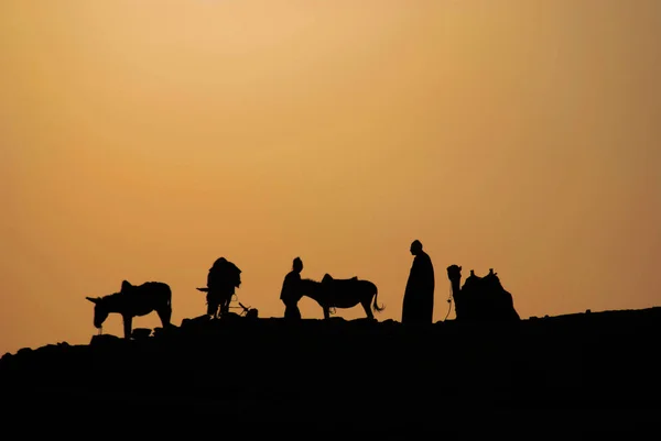 Saqqarah Egipto Silueta Beduinos Desierto Con Sus Animales —  Fotos de Stock