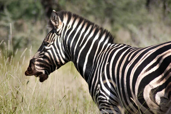 Zebra Kruger Park África Sul — Fotografia de Stock