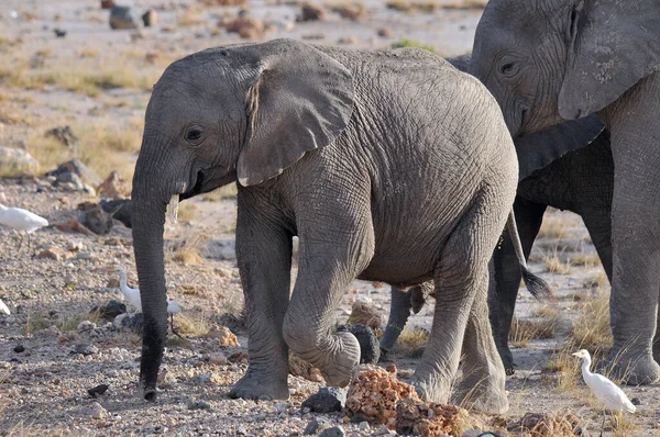 Elefant Amboseli Nationalpark Ehemals Masai Amboseli Wildreservat Liegt Kajiado Distrikt — Stockfoto