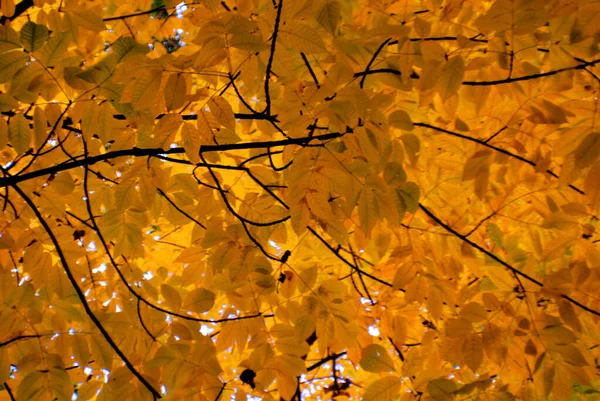 Albero Autunnale Con Foglie Colorate Bromont Canada — Foto Stock