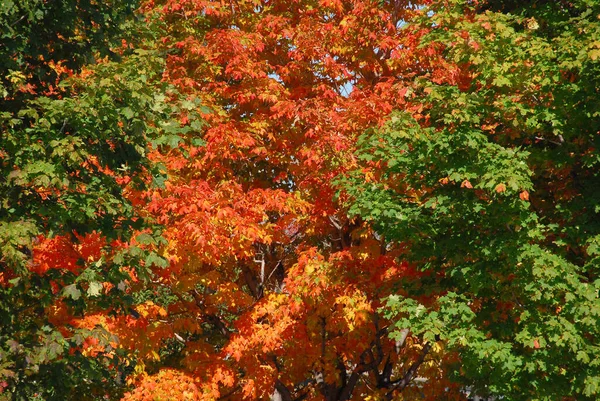 Colorful Autumn Leaves Quebec Canada — Stock Photo, Image