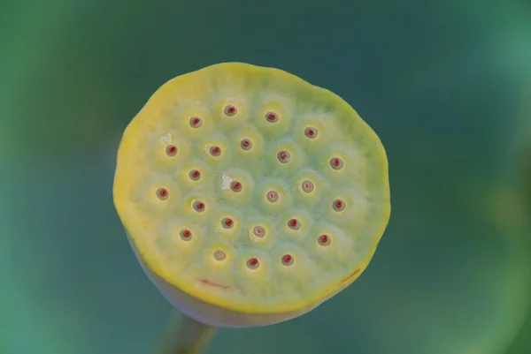 Lotusbloem Nelumbo Nucifera Een Plant Uit Monotypische Familie Nelumbonaceae Die — Stockfoto